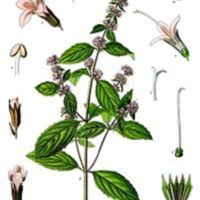 Mentha_piperita_3.jpg