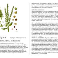 Beta_vulgaris.pdf