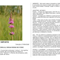 Lythrum_salicaria.pdf