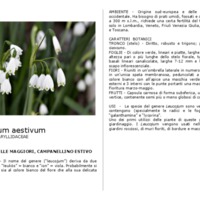 Leucojum_aestivum.pdf