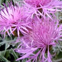 Centaurea_cineraria_1.jpg