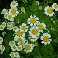 Chrysanthemum_parthenium_2.png