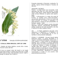 Digitalis_lutea.pdf