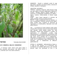 salix_cinerea.pdf