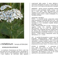 Achillea_millefolium.pdf
