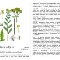 Tanacetum_vulgare.pdf