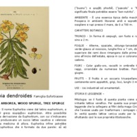 Euphorbia_dendroides.3.pdf