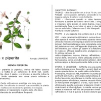 Mentha_piperita.pdf