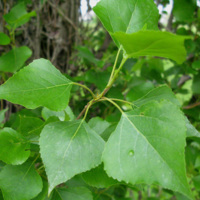 Populus_nigra_1.jpg