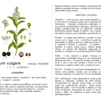 Ligustrum_vulgare.pdf