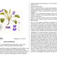 viola_alba.pdf