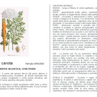 Daucus_carota.pdf