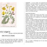 Utricularia_vulgaris.pdf