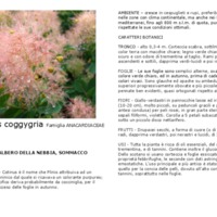 Cotinus_coggygria .pdf