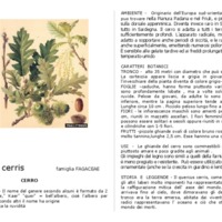 Quercus_ cerris.pdf