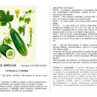 Cucumis_sativus.pdf