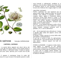 Capparis_spinosa.pdf