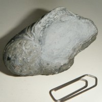 Gryphaea_2.jpg