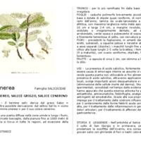 Salix_cinerea.pdf