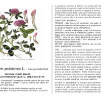 Trifolium_pratense.pdf