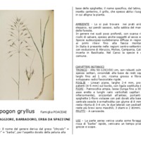 Chrysopogon_gryllus.pdf