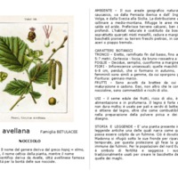 Corylus_avellana.pdf