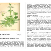 hottonia_palustris.pdf