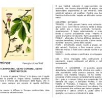 Ulmus_minor.pdf
