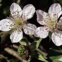 Rubus_fruticosus_2.jpg