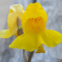 Utricularia_vulgaris_2.JPG
