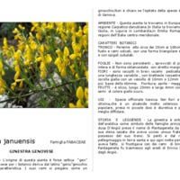 Genista januensis.pdf