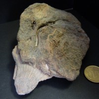 Clamys_2.jpg