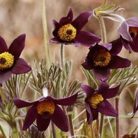 Pulsatilla_montana_1.jpg