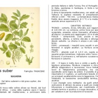 Quercus_suber.pdf
