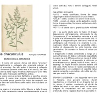 Artemisia_dracunculus.pdf