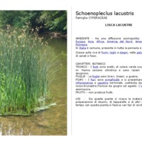 schoenopleclus lacustris.pdf