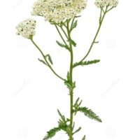 achillea_millefolium_2.jpg