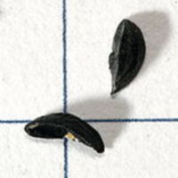 Allium_schoenoprasum_3.jpg
