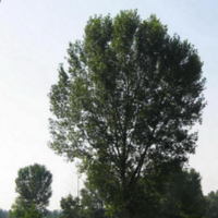 Populus_nigra_3.jpg