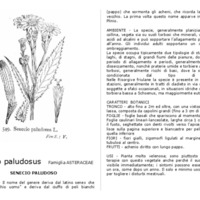 Senecio_paludosus.pdf