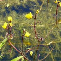 Utricularia_vulgaris_1.jpg