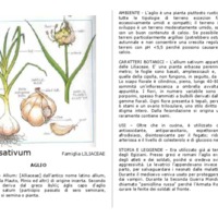 Allium_sativum.pdf