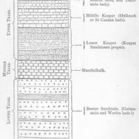 Myacites_fassaensis_3.jpg