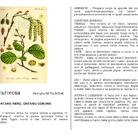 Alnus_glutinosa.pdf