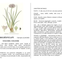 Allium_ascalonicum.pdf