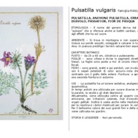 Pulsatilla_vulgaris.pdf