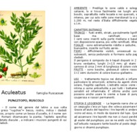 ruscus_aculeatus.pdf