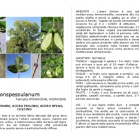 Acer_monspessulanum.pdf