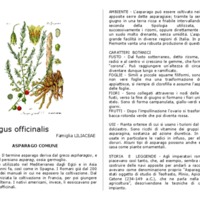 Asparagus_officinalis.pdf