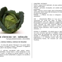 Brassica_oleracea_sabauda.pdf